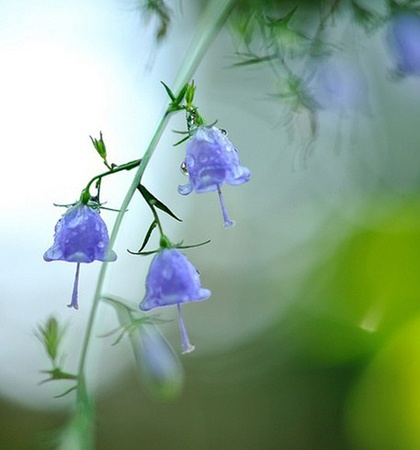 十二星座的守护花是什么？